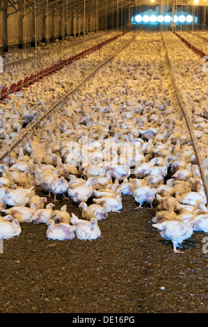Les poulets sur la surface d'une exploitation avicole commerciale le 22 août 2013 dans Luling, Texas. Banque D'Images