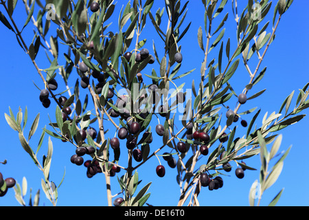 Branches d'olive avec les olives, les fruits à noyau, fruits mûrs Banque D'Images