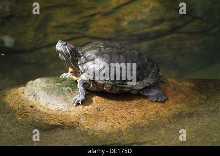 Une vie sauvage d'un coup en captivité des tortues Banque D'Images