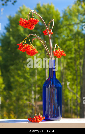 Ash berry bouquet dans une bouteille bleue situé à l'extérieur Banque D'Images