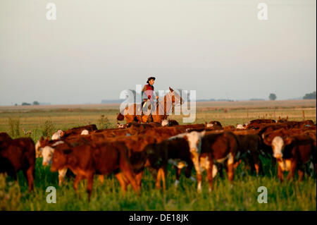 Gaucho à cheval, de conduire le bétail, l'Estancia San Isidro del Llano vers Carmen Casares, province de Buenos Aires, Argentine Banque D'Images