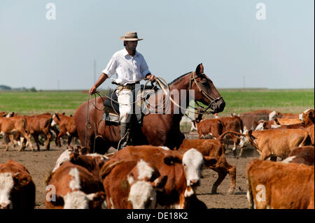 Gaucho à cheval, de conduire le bétail, l'Estancia San Isidro del Llano vers Carmen Casares, province de Buenos Aires, Argentine Banque D'Images