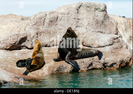 Les lions de mer d'Amérique du Sud (Otaria flavescens), Puerto Deseado, province de Santa Cruz, en Patagonie, Argentine, Amérique du Sud Banque D'Images