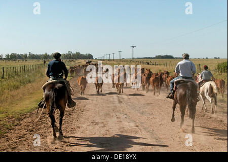 Gauchos à cheval, de conduire le bétail, l'Estancia San Isidro del Llano vers Carmen Casares, province de Buenos Aires, Argentine Banque D'Images