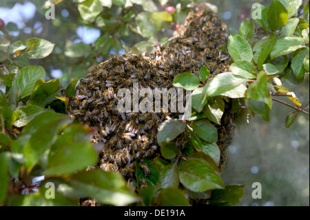 Essaim d'abeilles à miel (Apis mellifera), France, Europe Banque D'Images