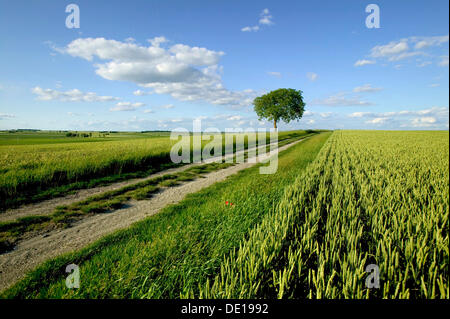 Paysage agricole, plaine de Limagne, Puy de Dome, Auvergne, France, Europe Banque D'Images