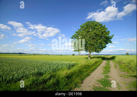 Paysage agricole, plaine de Limagne, Puy de Dome, Auvergne, France, Europe Banque D'Images