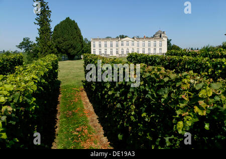 Chateau Laroque vigne, AOC Saint Emilion, Bordeaux, Aquitaine, France, Europe Banque D'Images