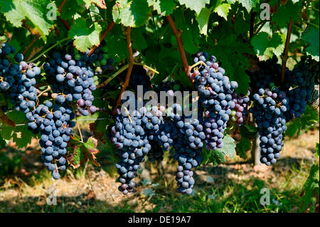 Grapevine, AOC Montagne Saint Emilion, le vignoble de Bordeaux, Aquitaine, France, Europe Banque D'Images