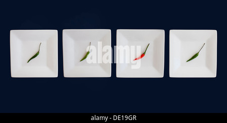 4 piments d'oiseau, sur des plaques carrés dans une ligne. Rouge, Vert, Blanc, Bleu. Banque D'Images