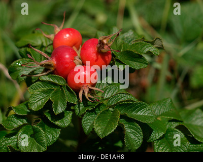 D'églantier Rosa rugosa, UK 2013 Banque D'Images