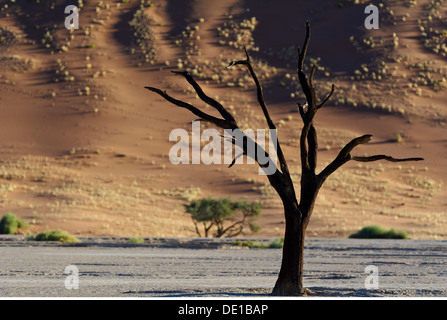 Géographie / voyage, Namibie, le Parc National Namib Naukluft, arbres morts dans Dead Vlei, le Additional-Rights Clearance-Info-Not-Available- Banque D'Images