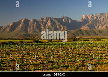 Géographie / voyages, Afrique du Sud, Weinberge autour de Worcester, Additional-Rights Clearance-Info Overhex,--Not-Available Banque D'Images