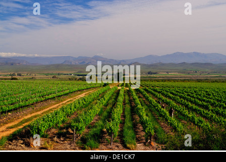 Géographie / Afrique du Sud voyage Weinberge & Arbeiter Overhex collecte raisin viticulture Agriculture agriculture viticulture Banque D'Images