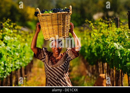 Géographie / voyages, Afrique du Sud, Weinberge & Arbeiter Overhex, rassemblement de raisin, travailleur dans le vignoble, Model-Released Banque D'Images