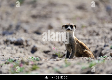 Zoologie / animaux, Mammifères Mammifères /, Meerkat, (Suricata suricatta), Kgalagadi Transfrontier National Park, Botswana, distribution : Afrique Australe, Additional-Rights Clearance-Info-Not-Available- Banque D'Images