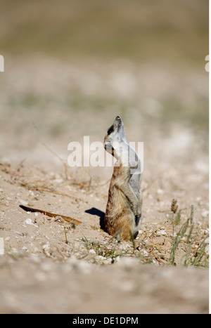 Zoologie / animaux, Mammifères Mammifères /, Meerkat, (Suricata suricatta), comité permanent, Kgalagadi Transfrontier National Park, Botswana, distribution : Afrique Australe, Additional-Rights Clearance-Info-Not-Available- Banque D'Images