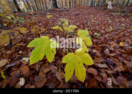 L'érable sycomore (Acer pseudoplatanus) dans une forêt d'automne, Stuttgart, Bade-Wurtemberg, Allemagne Banque D'Images