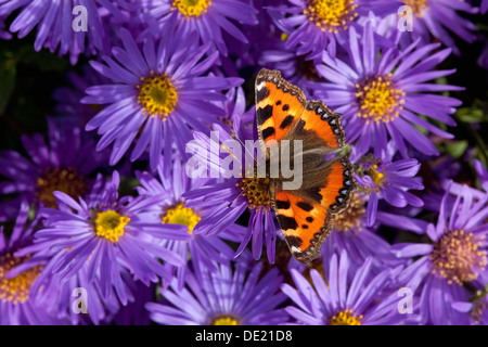 Un petit papillon écaille nom Latin Aglais urticae reposant sur le violet et le jaune coloré fleurs aster Banque D'Images