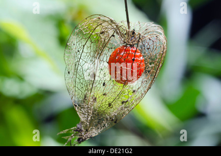 Cerise, vessie lanterne chinoise Physalis alkekengi franchetii (Orange), de fruits mûrs, Bavière Banque D'Images