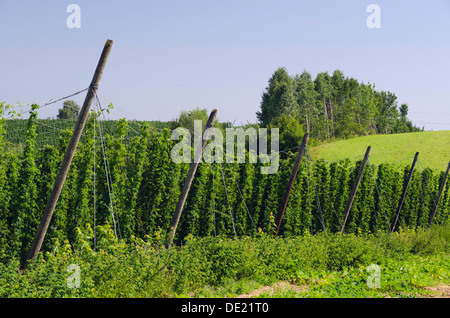 Culture du houblon (Humulus lupulus) dans la région Hallertau, Mainburg, Bavière Banque D'Images