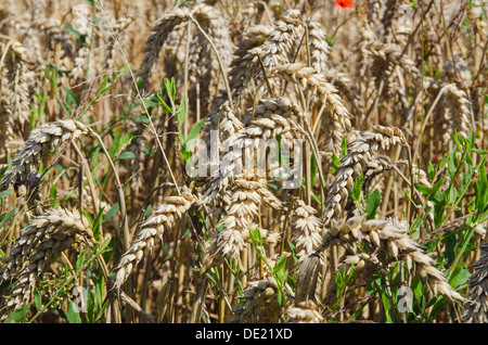 Épis de grain dans un champ de blé (Triticum) dans la région Hallertau, Mainburg, Bavière Banque D'Images
