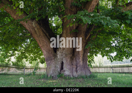 Tilleuls (Tilia), monument naturel près de Mainburg, Hallertau, Bavière Banque D'Images