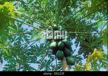 La papaye (Carica papaya), les fruits qui poussent sur un arbre, Ubud, Bali, Indonésie Banque D'Images