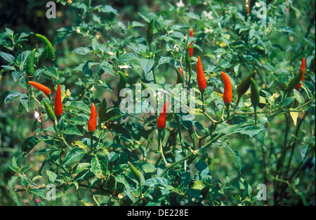 Piments rouges et verts (Capsicum) croissant sur un champ, Ubud, Bali, Indonésie Banque D'Images