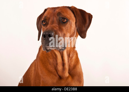 Le Rhodesian Ridgeback, mâle, portrait Banque D'Images