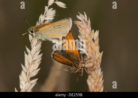 Araignée crabe avec les proies, Braune, Busch-Krabbenspinne Krabbenspinne mit Beute, Xysticus cristatus Thomisidae, cf., araignées-crabes Banque D'Images