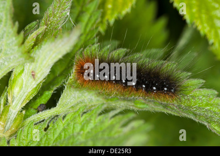 Jardin Tiger Moth, larves, Caterpillar, Brauner Bär, Raupe, Bärenspinner, Arctia caja Banque D'Images