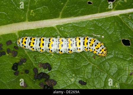 Mullein Moth, Caterpillar, Brauner Mönch, Königskerzen-Mönch Wollkrauteule, Shargacucullia verbasci Raupe,,, Cucullia verbasci Banque D'Images