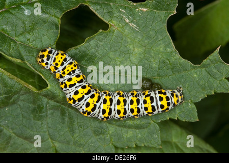 Mullein Moth, Caterpillar, Brauner Mönch, Königskerzen-Mönch Wollkrauteule, Shargacucullia verbasci Raupe,,, Cucullia verbasci Banque D'Images