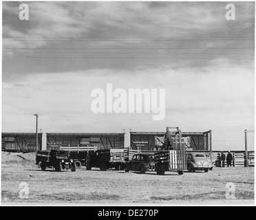 Haskell Comté, Kansas. Les moutons. La plupart des agriculteurs ici ont, à un moment ou à un autre élevage, d'une . . . 522118 Banque D'Images