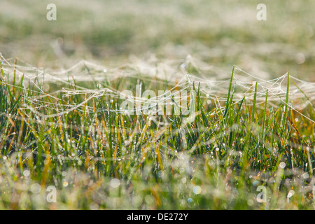 Toiles d'araignée sur les brins d'herbe humide de rosée, Riesa, Saxe, Allemagne Banque D'Images