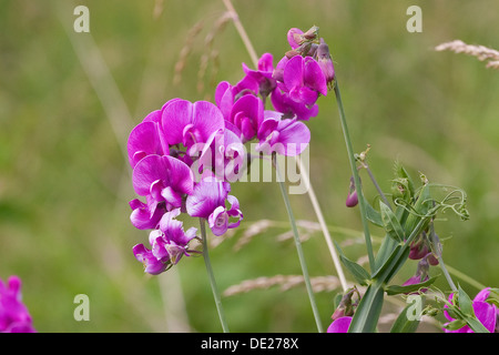 Everlasting Pois, pois vivaces vivaces, peavine, Breitblättrige Platterbse Lathyrus latifolius, Breitblatt-Platterbse, Banque D'Images