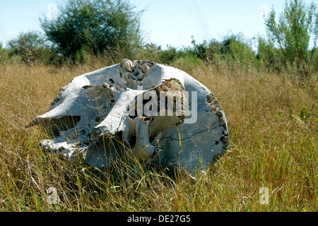 Crâne d'éléphant, l'éléphant africain (Loxodonta africana), Okavango Delta, Botswana, Africa Banque D'Images