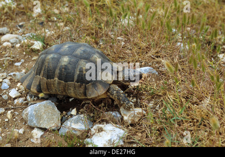 Chat tortue, marginated tortoise, Breitrandschildkröte Breitrand-Schildkröte Landschildkröte, Testudo marginata,, Banque D'Images