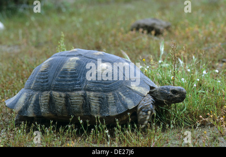 Chat tortue, marginated tortoise, Breitrandschildkröte Breitrand-Schildkröte Landschildkröte, Testudo marginata,, Banque D'Images