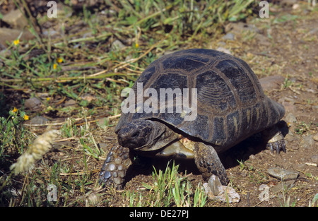 Chat tortue, marginated tortoise, Breitrandschildkröte Breitrand-Schildkröte Landschildkröte, Testudo marginata,, Banque D'Images