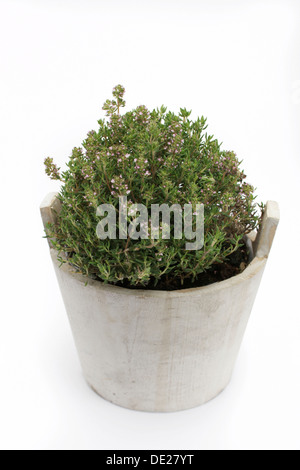 Thym commun (Thymus vulgaris), herbe, plante médicinale Banque D'Images