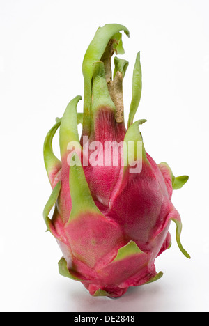 Pitaya Hylocereus undatus (rouge) Banque D'Images