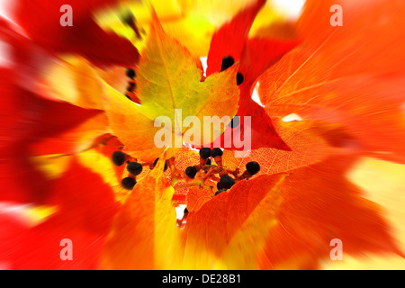 Vigne vierge en automne les couleurs, effet de zoom Banque D'Images