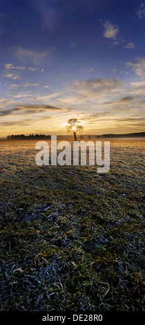 Coucher de soleil avec un arbre de chêne solitaire sur une prairie couverte de givre, près de Bavière, Adelschlag Banque D'Images