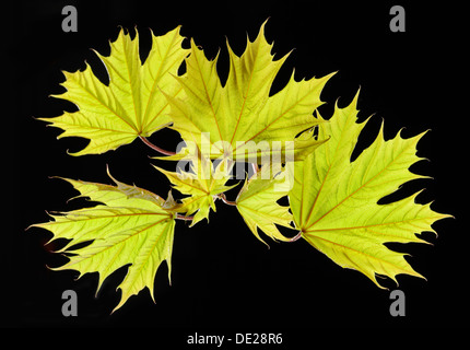 Feuilles d'érable, érable de Norvège (Acer platanoides) Banque D'Images