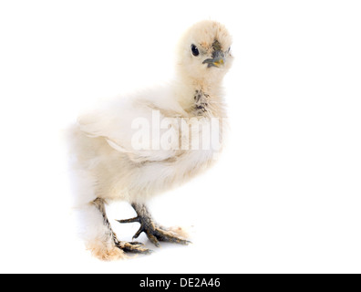 Un petit silkie bantam, un mois, sur un fond blanc Banque D'Images