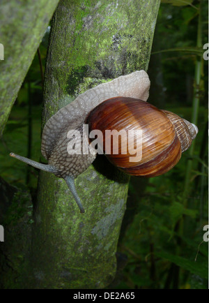 Escargot de Bourgogne, Roman snail, escargots ou escargots (Helix pomatia) Banque D'Images