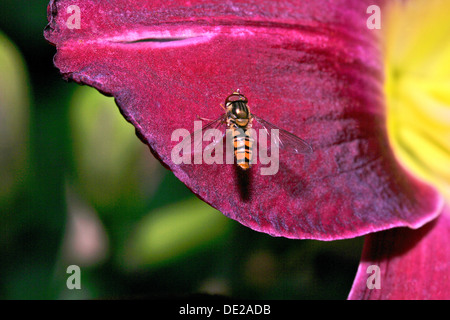 Hoverfly (Syrphus ribesii), sur un pétale d'un lis Banque D'Images