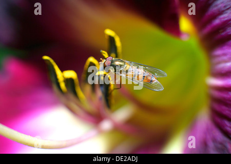 Hoverfly (Syrphus ribesii), d'un pistil d'un lis Banque D'Images